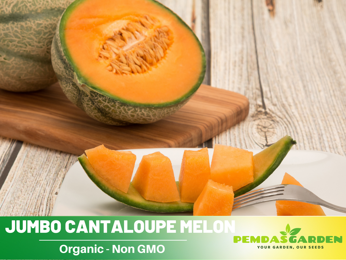 30 seeds| Planter's Cantaloupe Melon Seeds #5004