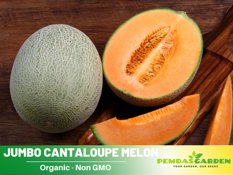 planting cantaloupe seeds in containers 30 seeds| Planter's Cantaloupe Melon Seeds– Delicious Fruit, Easy to Grow, Perennial, Garden & Container Plant, Pollinator Friendly, Non-GMO, Heirloom