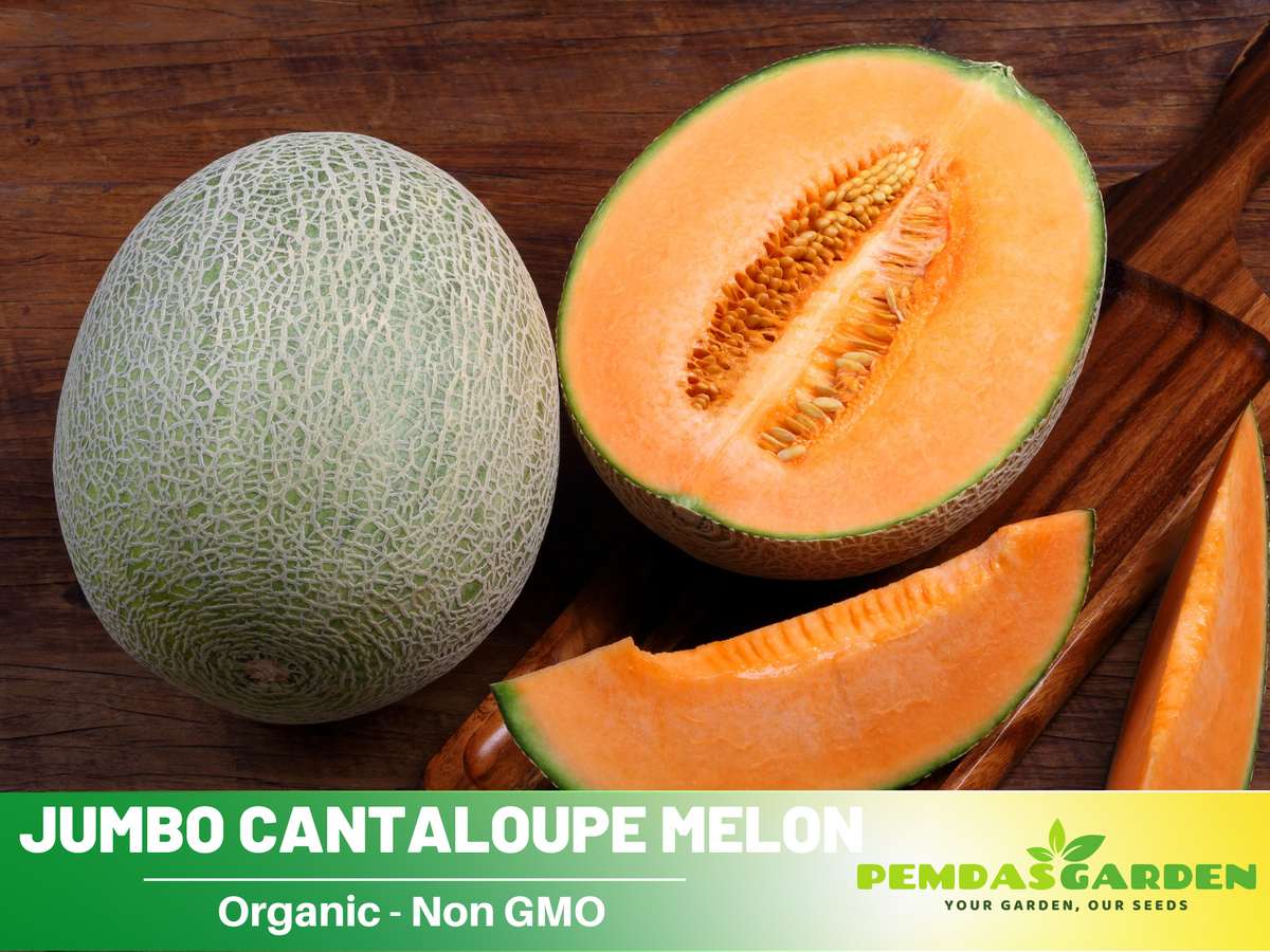 30 seeds| Planter's Cantaloupe Melon Seeds #5004