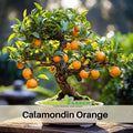 10 seeds| Orange Tree Bonsai Seeds – Delicious Fruit, Easy to Grow, Perennial, Garden & Container Plant, Pollinator Friendly, Non-GMO, Heirloom Variety#5005
