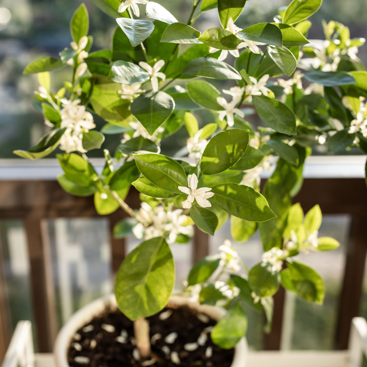 Orange Tree Bonsai Seeds - Delicious Fruit, Perennial, 10 seeds