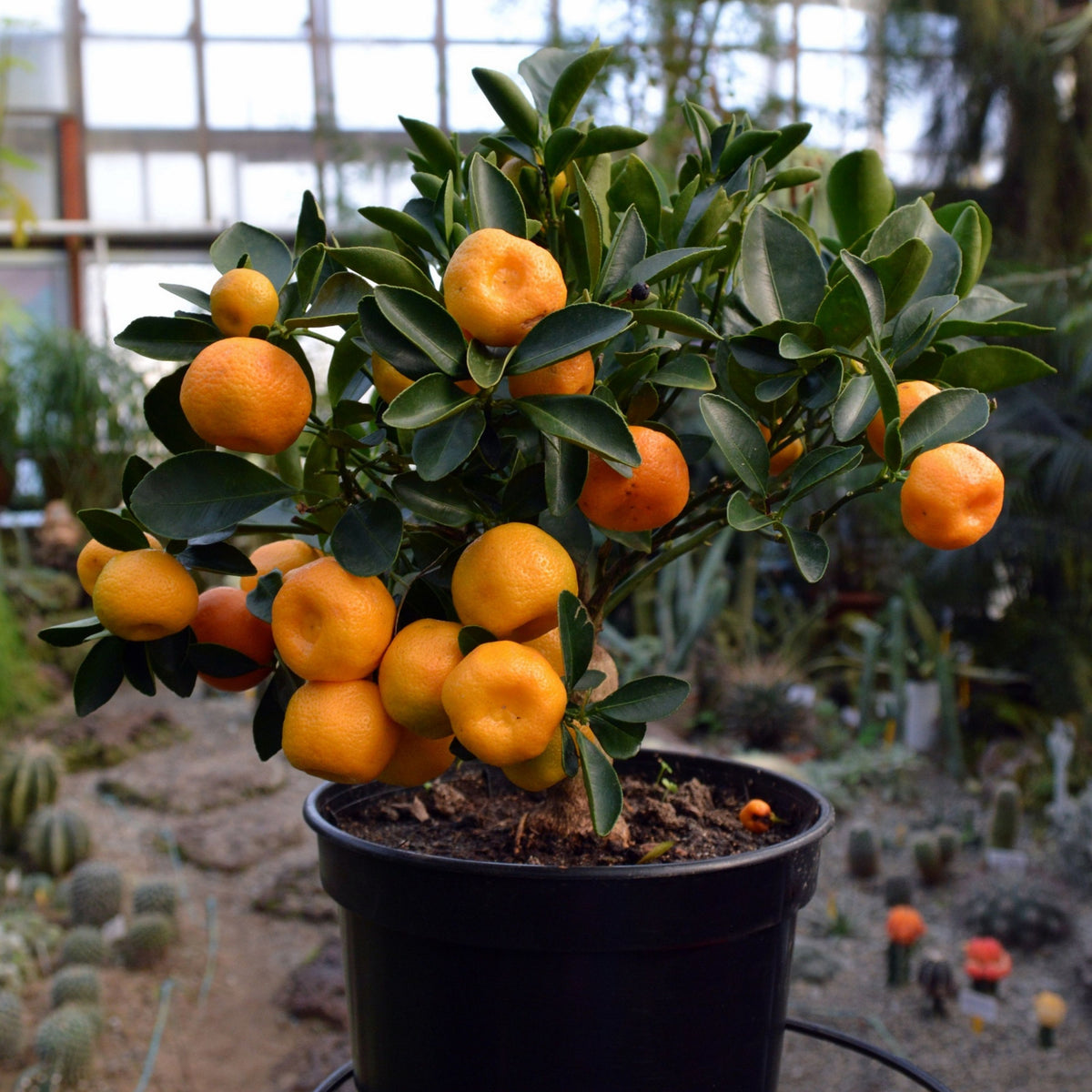 Orange Tree Bonsai Seeds - Delicious Fruit, Perennial, 10 seeds