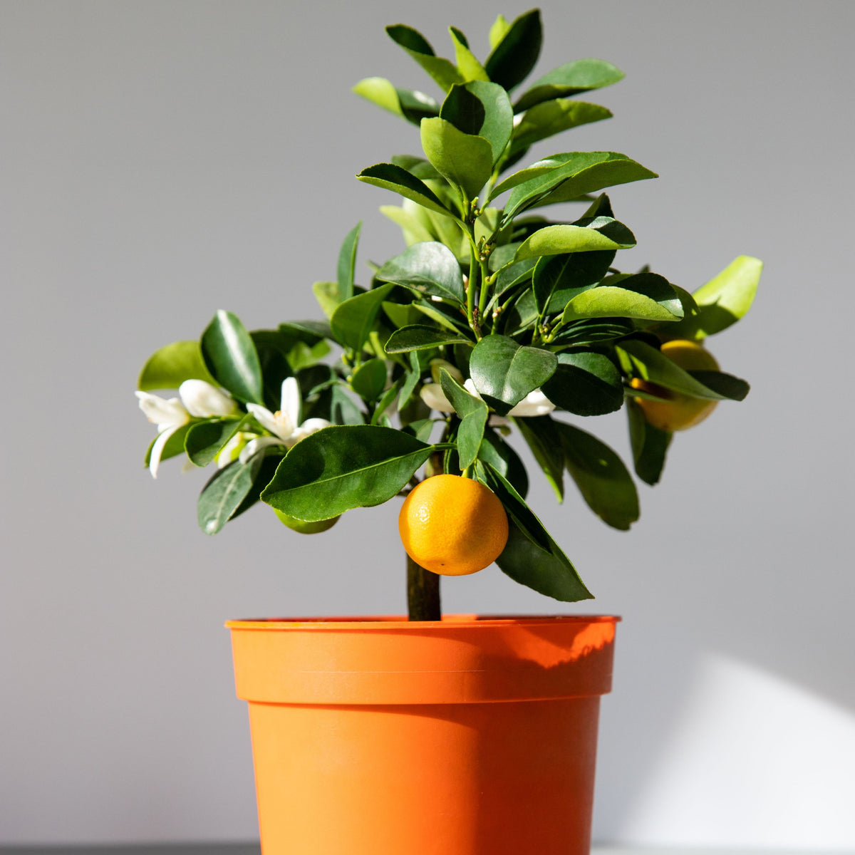 Orange Tree Bonsai Seeds - Delicious Fruit, Perennial, 10 seeds