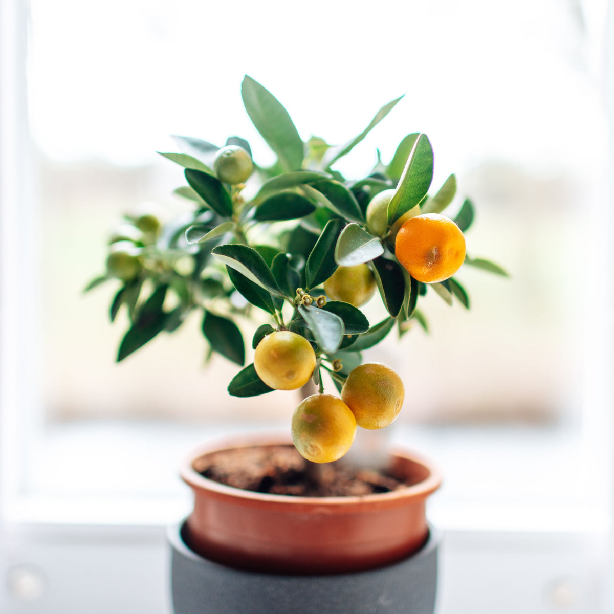 Orange Tree Bonsai Seeds - Delicious Fruit, Perennial, 10 seeds