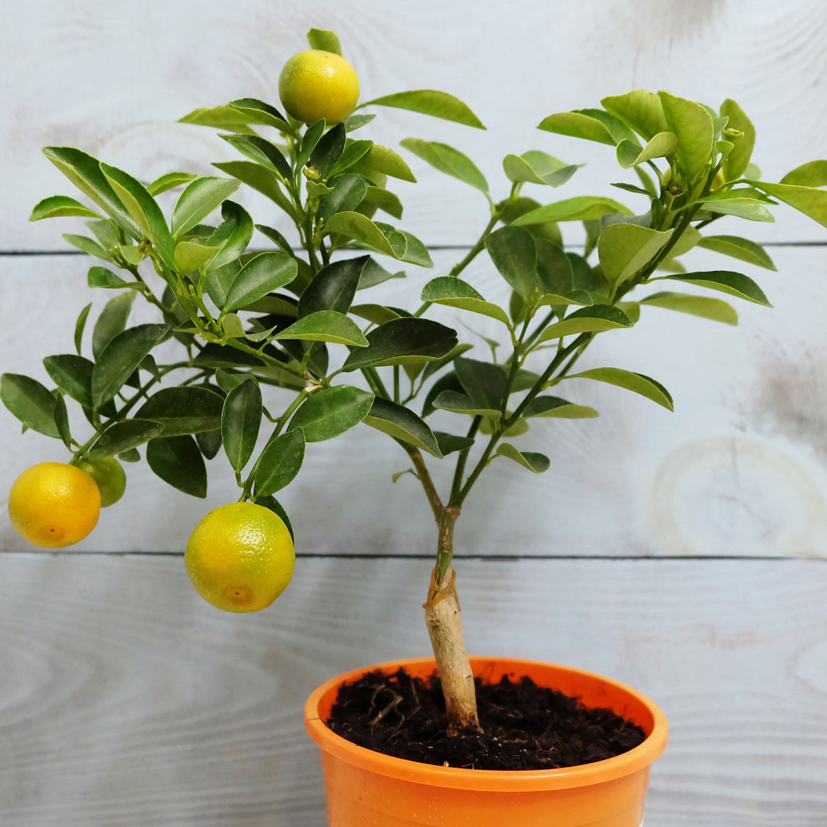 Orange Tree Bonsai Seeds - Delicious Fruit, Perennial, 10 seeds