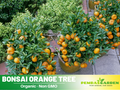 25 seeds| Orange Tree Bonsai Seeds – Delicious Fruit, Easy to Grow, Perennial, Garden & Container Plant, Pollinator Friendly, Non-GMO, Heirloom Variety#5005
