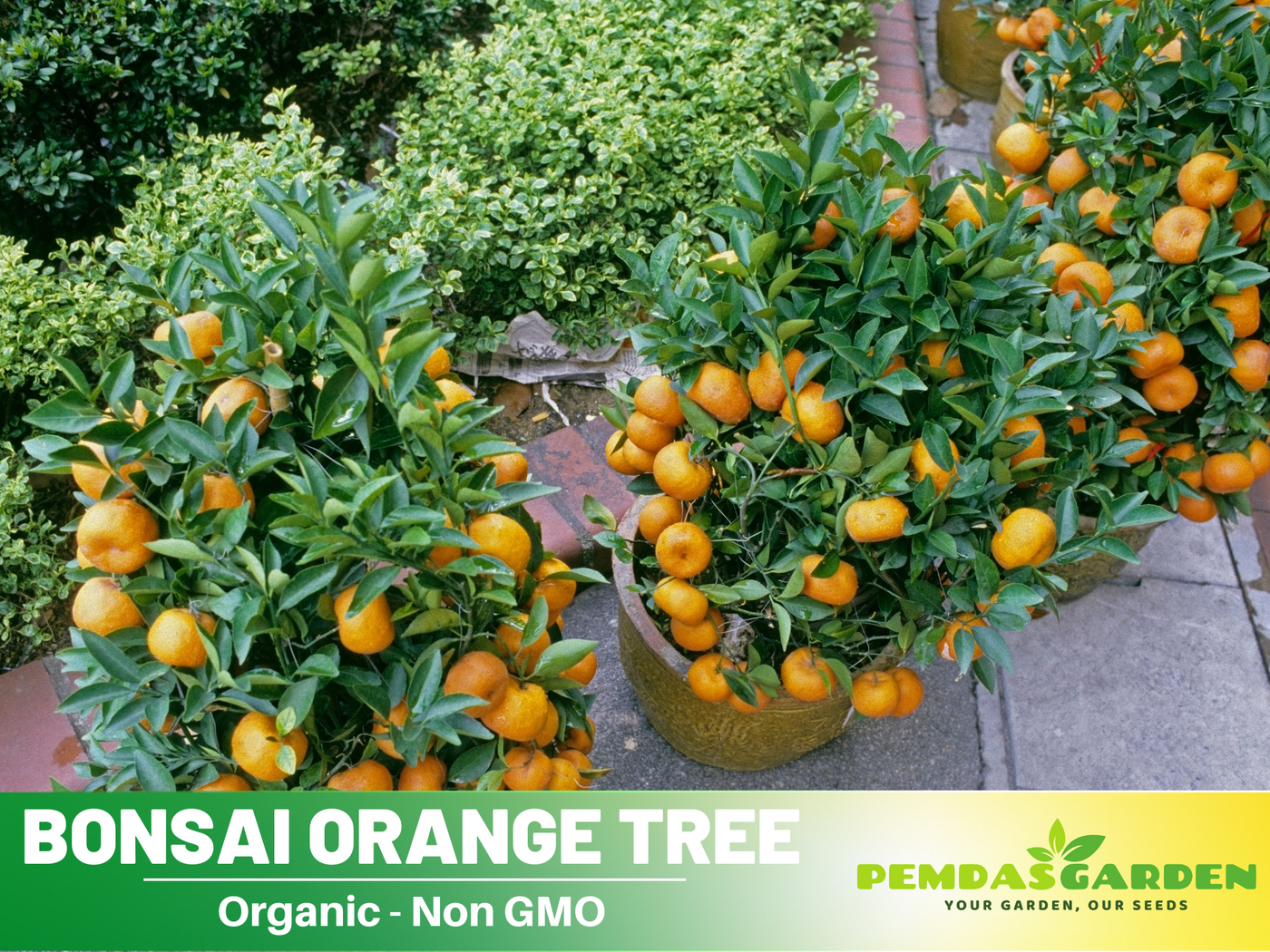 mini orange bonsai tree 10 seeds| Orange Tree Bonsai Seeds – Delicious Fruit, Easy to Grow, Pe – PEMDASGARDEN