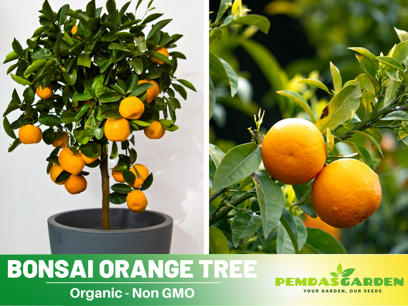 bonsai orange tree seeds 10 seeds| Orange Tree Bonsai Seeds – Delicious Fruit, Easy to Grow, Pe – PEMDASGARDEN