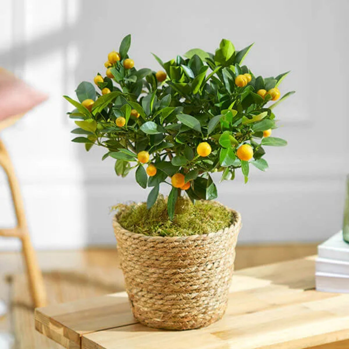 Orange Tree Bonsai Seeds - Delicious Fruit, Perennial, 10 seeds
