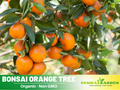 25 seeds| Orange Tree Bonsai Seeds – Delicious Fruit, Easy to Grow, Perennial, Garden & Container Plant, Pollinator Friendly, Non-GMO, Heirloom Variety#5005