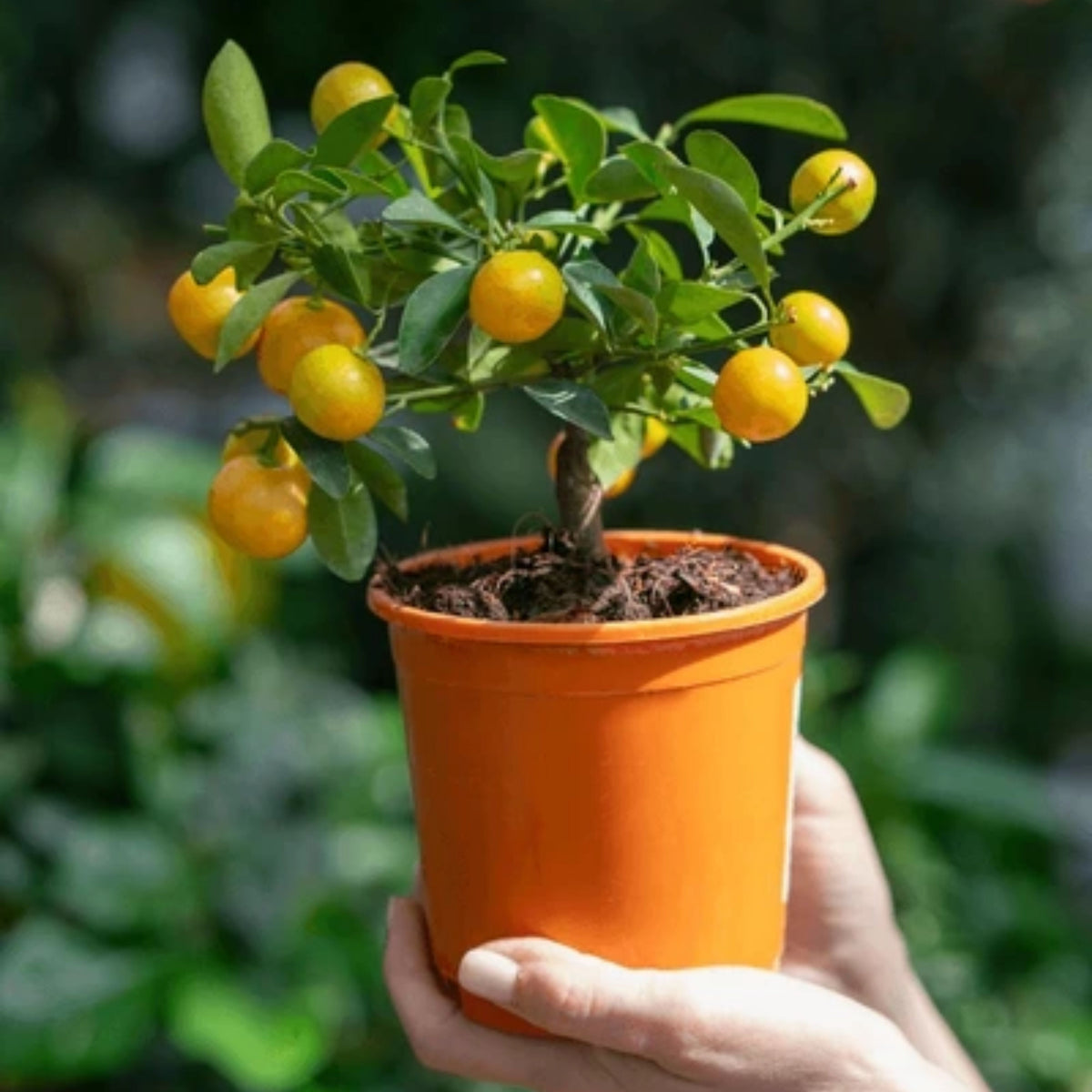Orange Tree Bonsai Seeds - Delicious Fruit, Perennial, 10 seeds