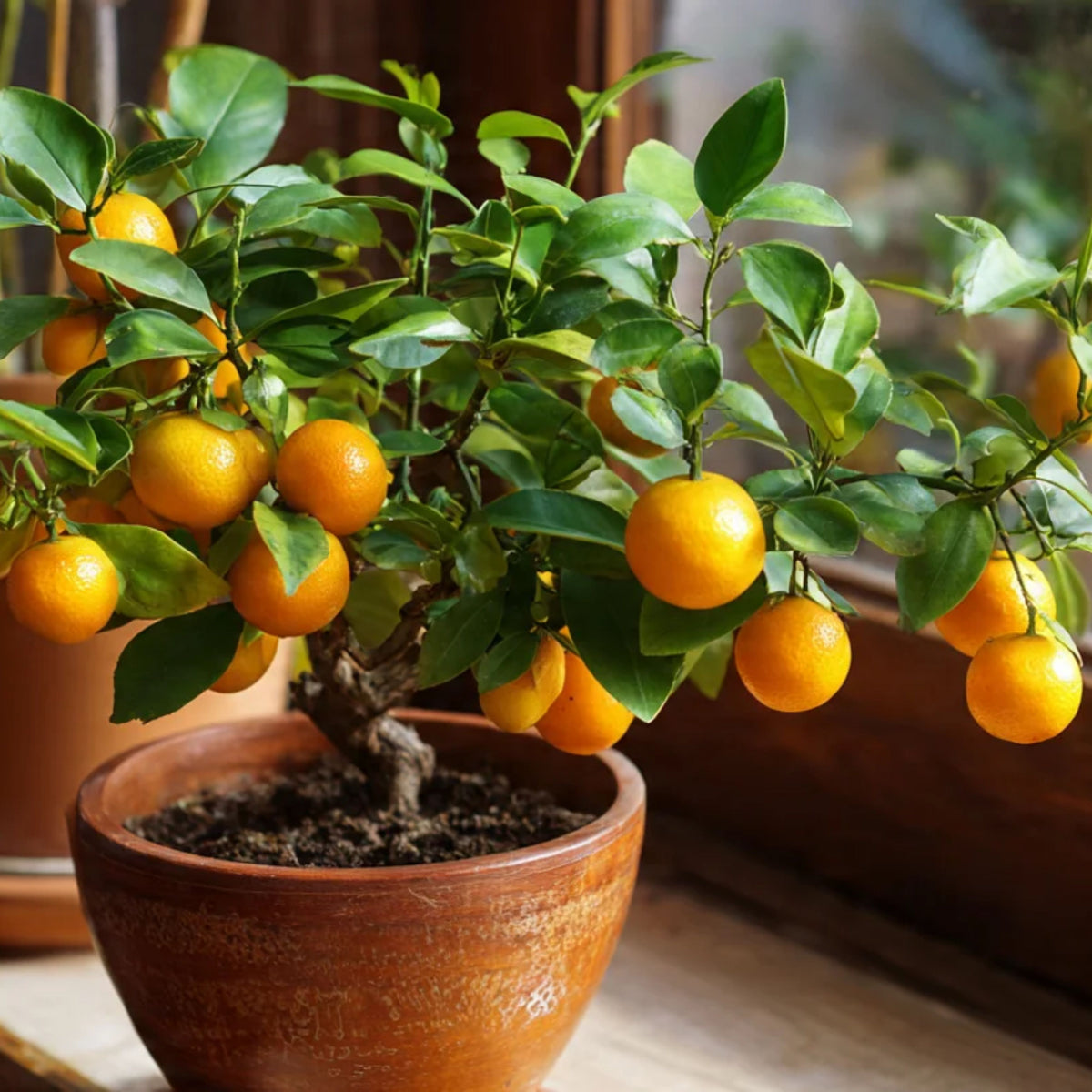 Orange Tree Bonsai Seeds - Delicious Fruit, Perennial, 10 seeds