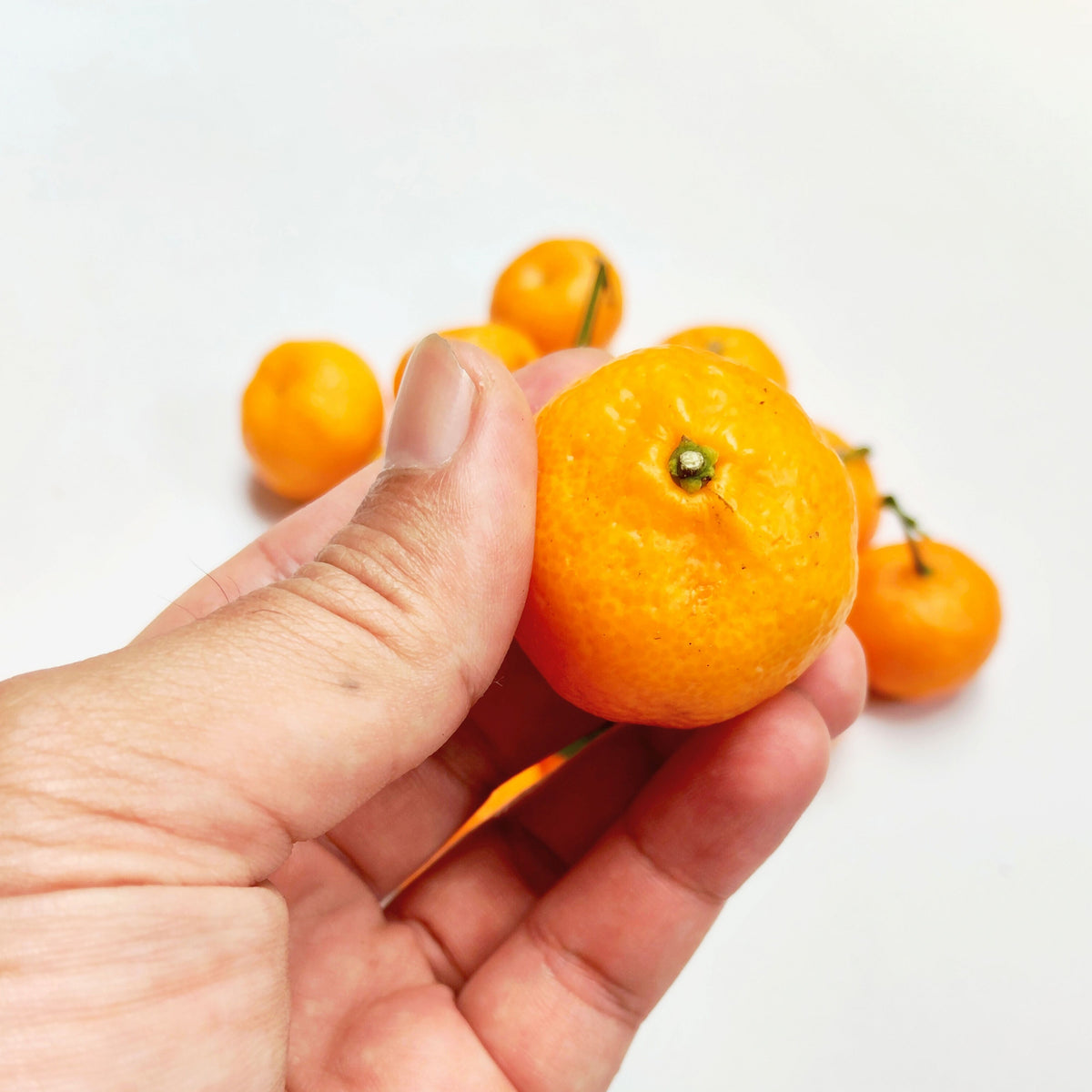 Orange Tree Bonsai Seeds - Delicious Fruit, Perennial, 10 seeds