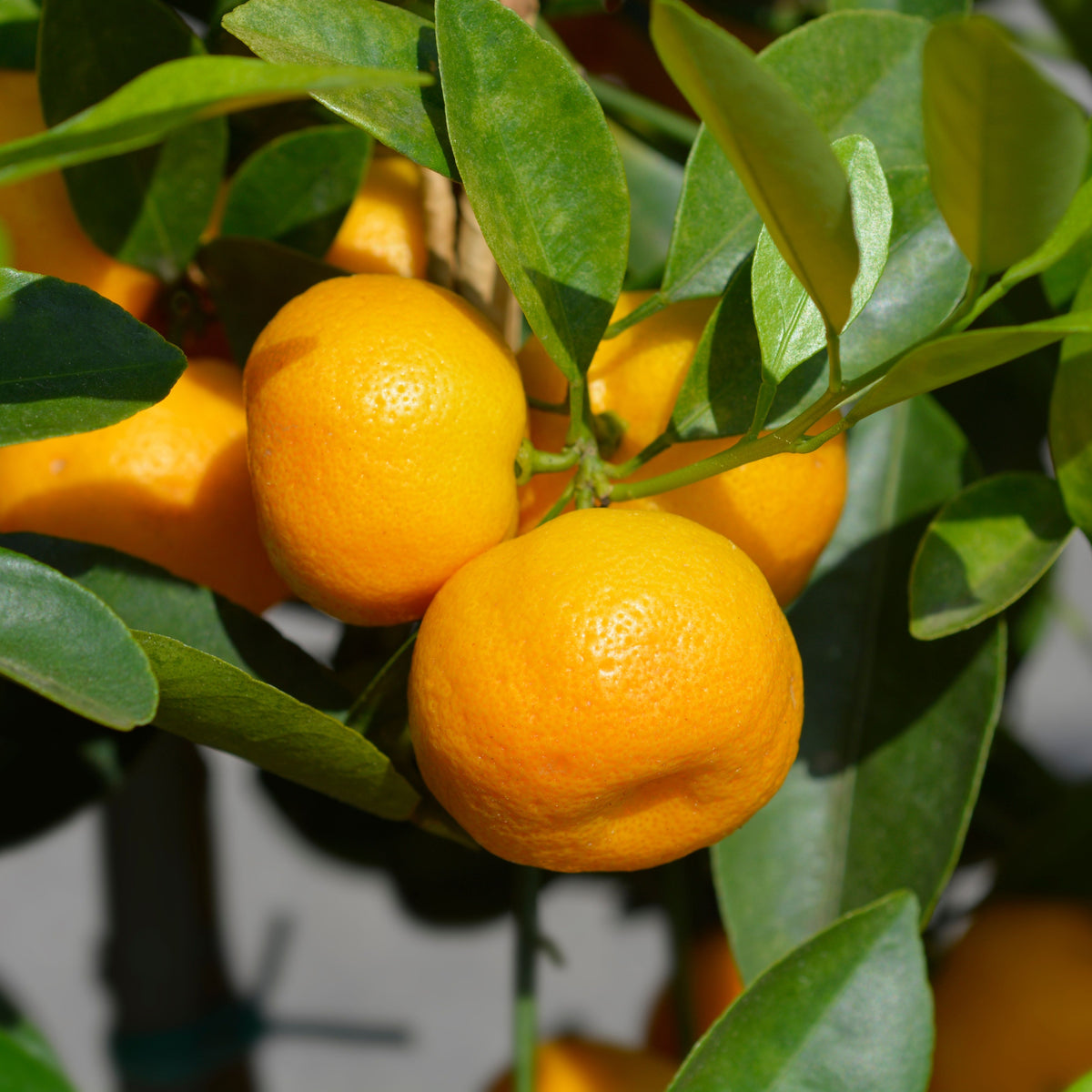 Orange Tree Bonsai Seeds - Delicious Fruit, Perennial, 10 seeds