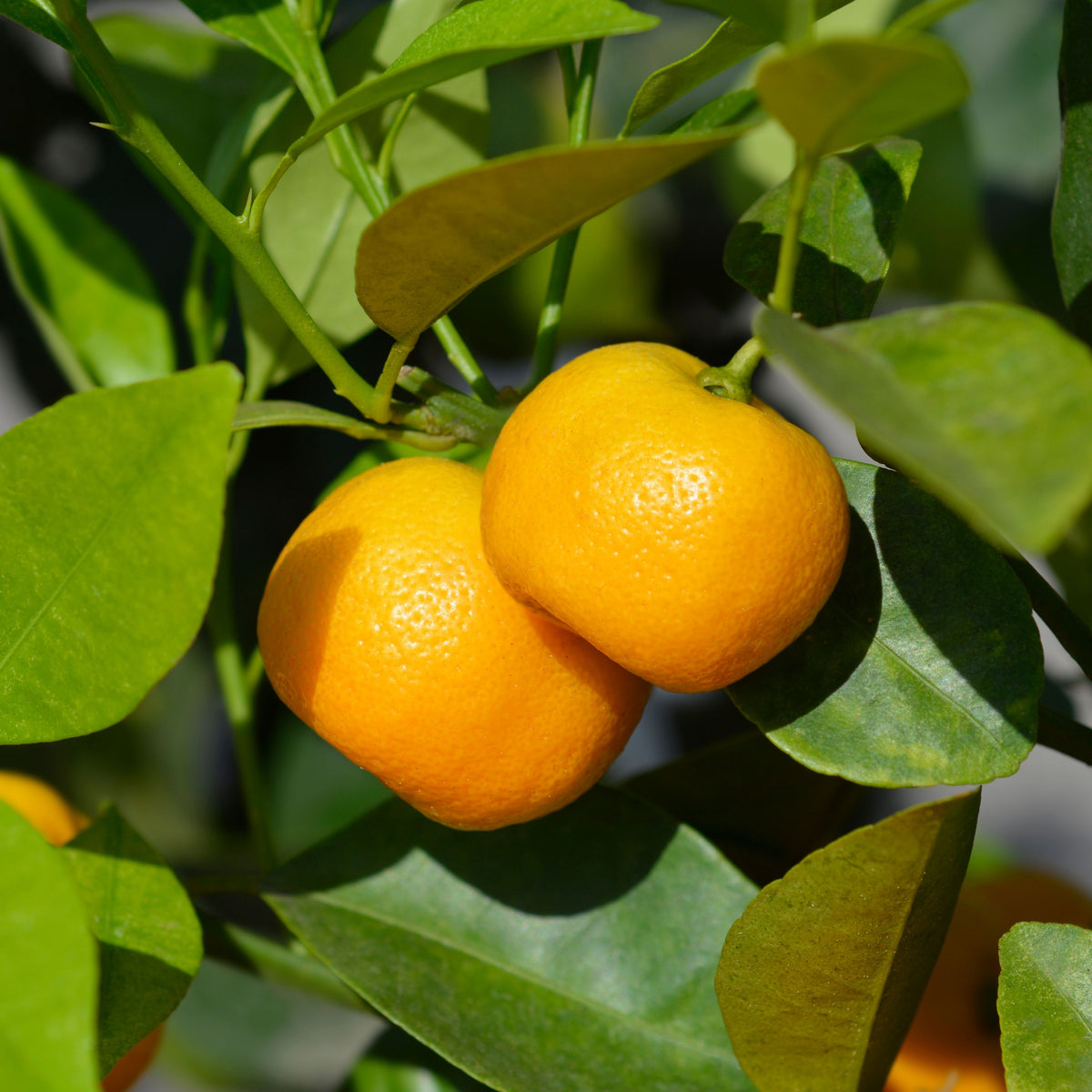 Orange Tree Bonsai Seeds - Delicious Fruit, Perennial, 10 seeds