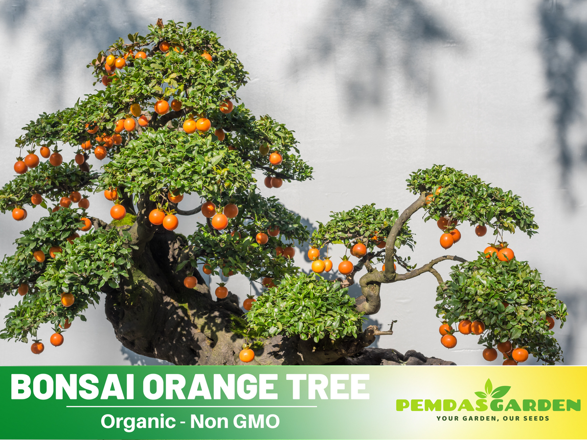 25 seeds| Orange Tree Bonsai Seeds #5005