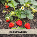 110 seeds| Red Strawberry Seeds – Delicious Fruit, Easy to Grow, Perennial, Garden & Container Plant, Pollinator Friendly, Non-GMO, Heirloom Variety#5006