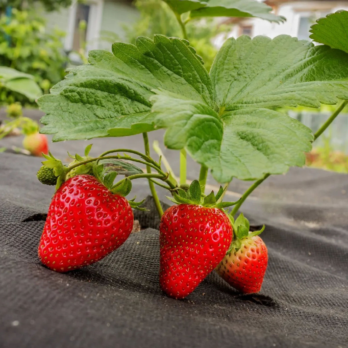 Red Strawberry Seeds - Delicious Fruit, Perennial, 110 seeds