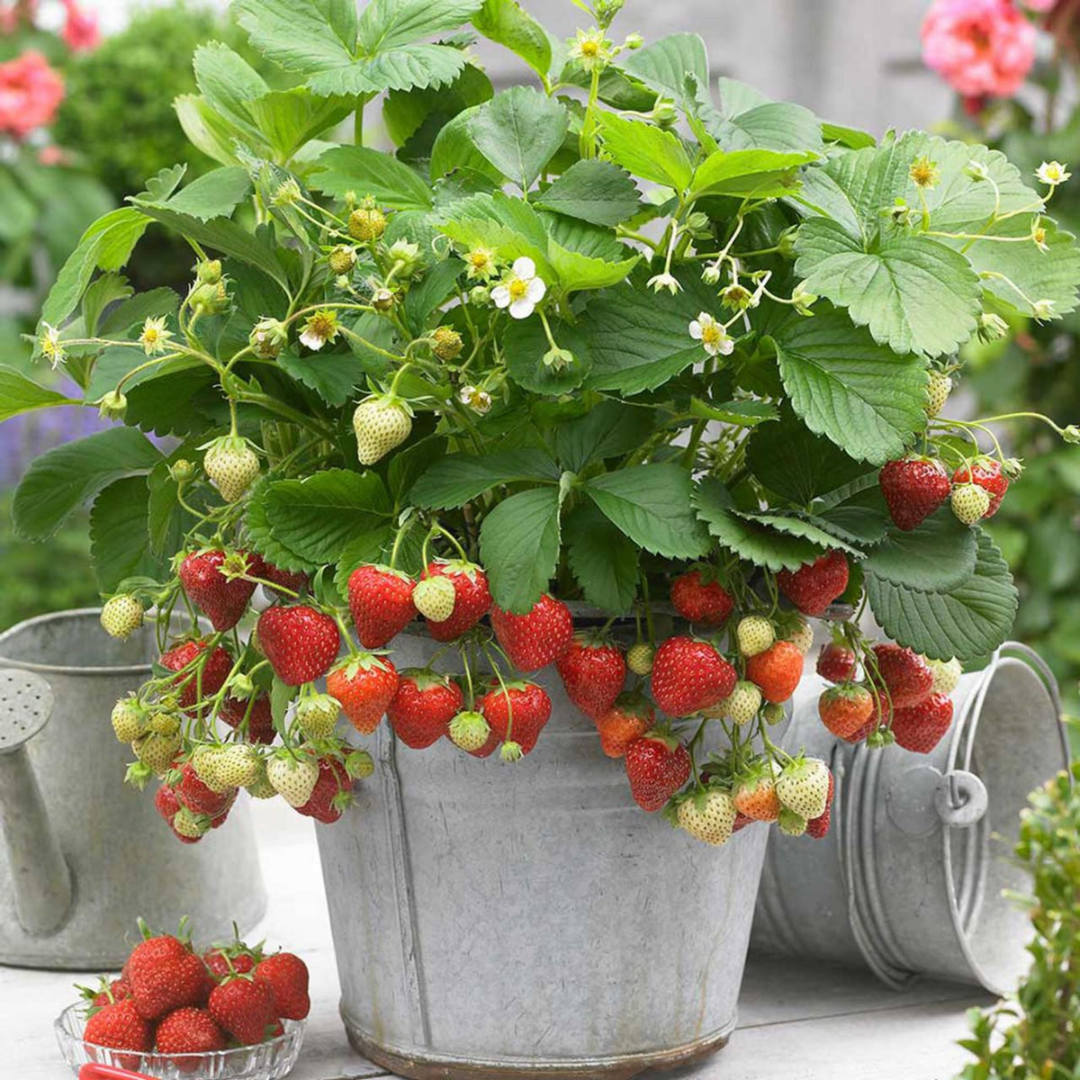 Red Strawberry Seeds - Delicious Fruit, Perennial, 110 seeds