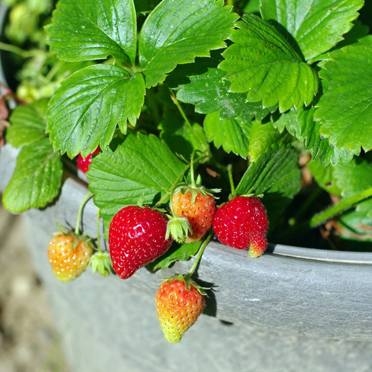 Red Strawberry Seeds - Delicious Fruit, Perennial, 110 seeds