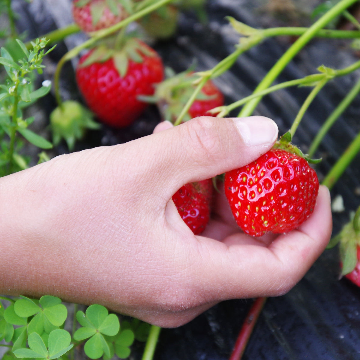 Red Strawberry Seeds - Delicious Fruit, Perennial, 110 seeds