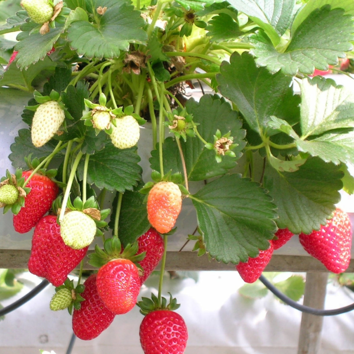 Red Strawberry Seeds - Delicious Fruit, Perennial, 110 seeds