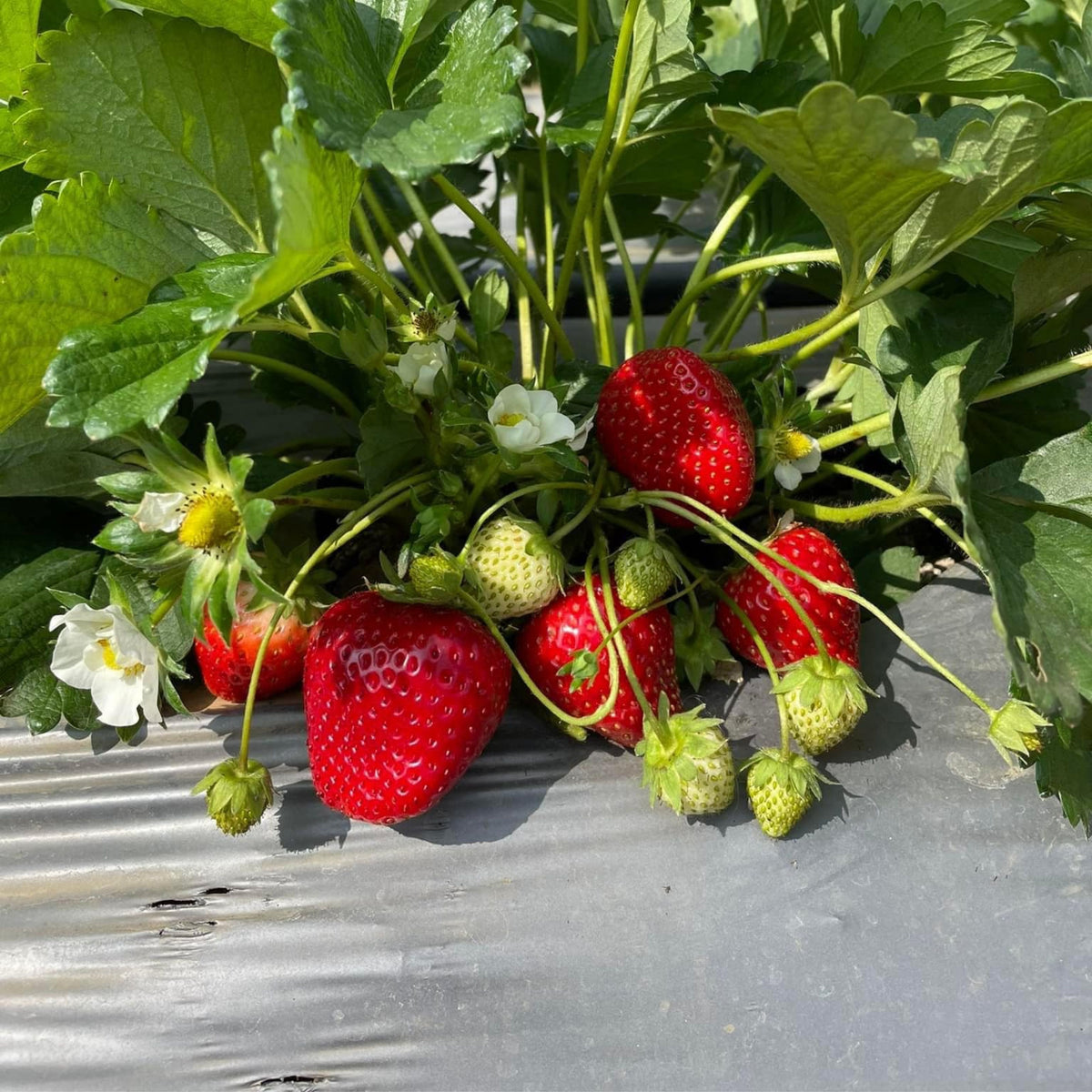 Red Strawberry Seeds - Delicious Fruit, Perennial, 110 seeds