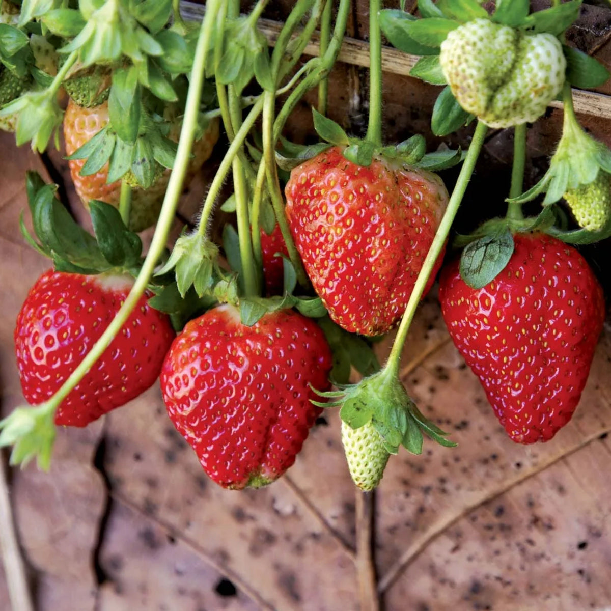 Red Strawberry Seeds - Delicious Fruit, Perennial, 110 seeds