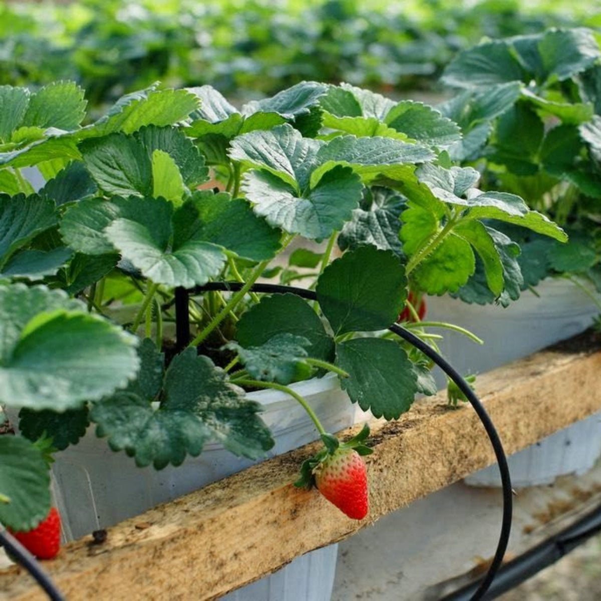 Red Strawberry Seeds - Delicious Fruit, Perennial, 110 seeds