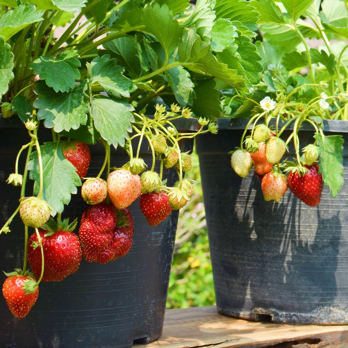 Red Strawberry Seeds - Delicious Fruit, Perennial, 110 seeds