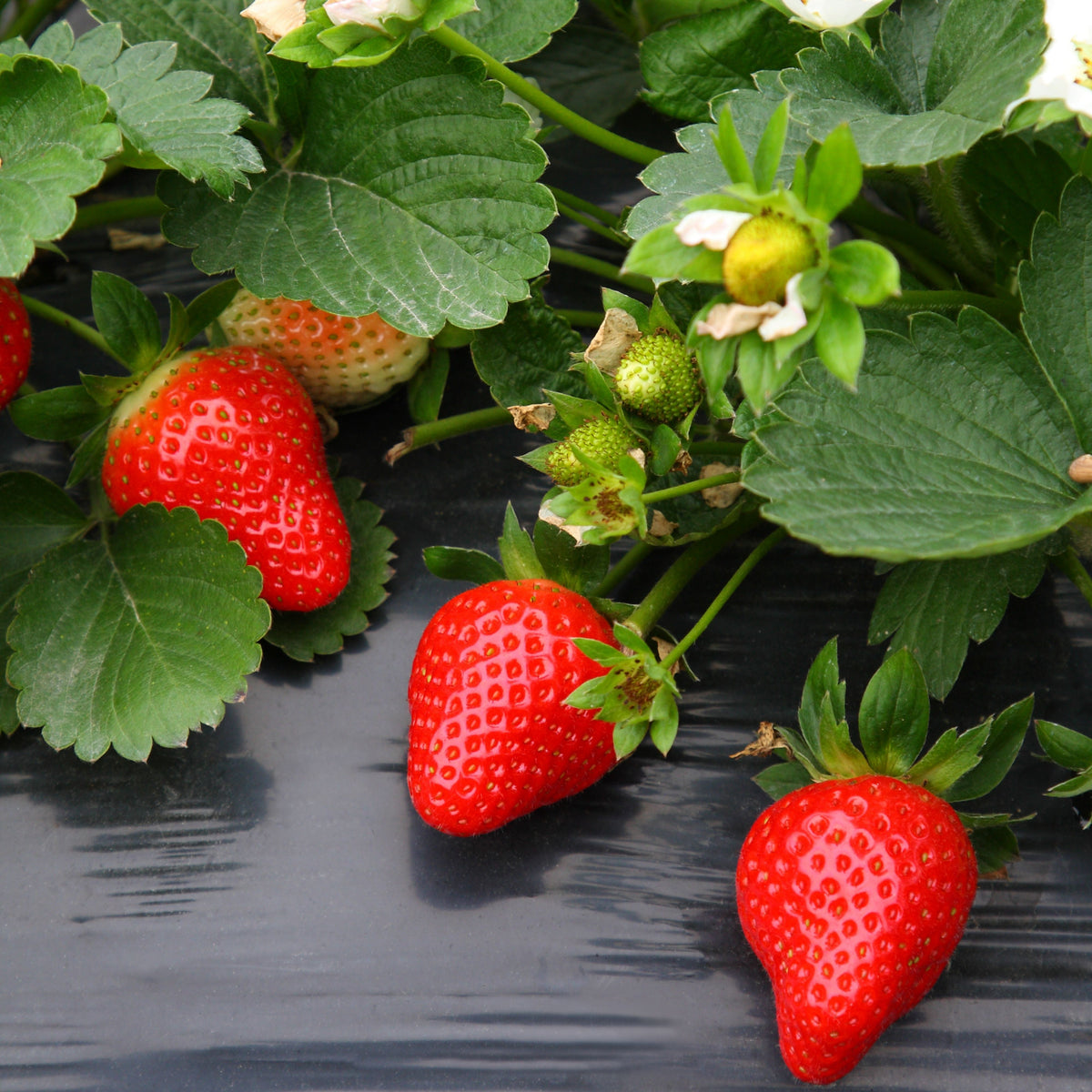 Red Strawberry Seeds - Delicious Fruit, Perennial, 110 seeds