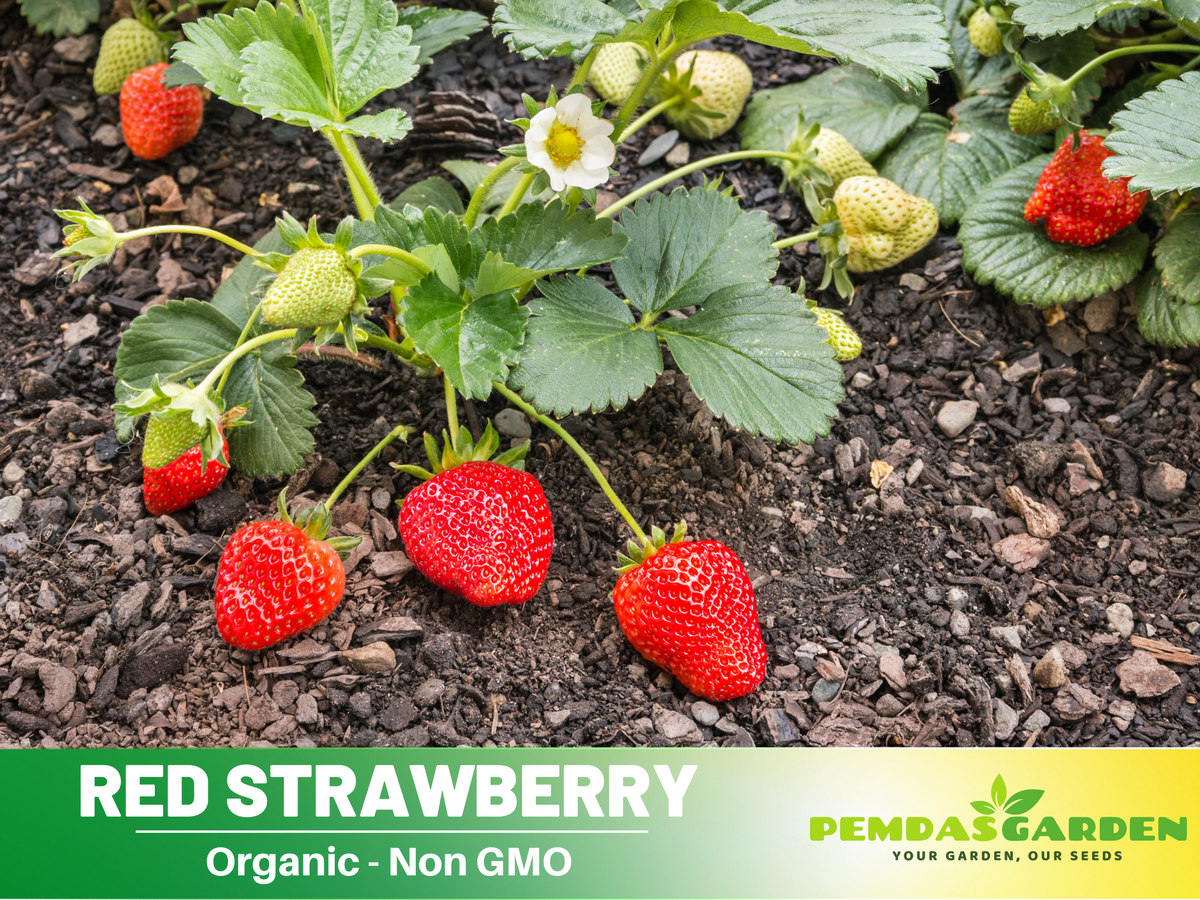 110 seeds| Red Strawberry Seeds #5006