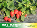 110 seeds| Red Strawberry Seeds – Delicious Fruit, Easy to Grow, Perennial, Garden & Container Plant, Pollinator Friendly, Non-GMO, Heirloom Variety#5006