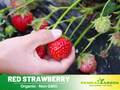 110 seeds| Red Strawberry Seeds – Delicious Fruit, Easy to Grow, Perennial, Garden & Container Plant, Pollinator Friendly, Non-GMO, Heirloom Variety#5006