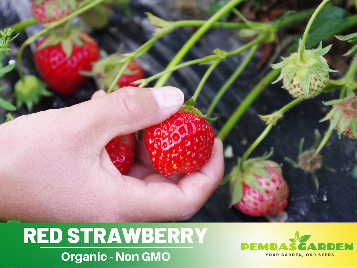 strawberry seeds online 110 seeds| Red Strawberry Seeds – Delicious Fruit, Easy to Grow, Peren – PEMDASGARDEN