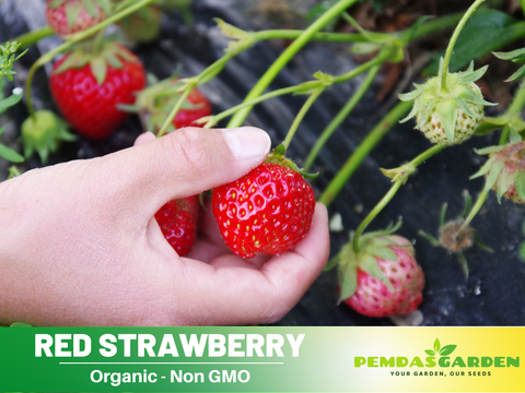 planting strawberry seed 110 seeds| Red Strawberry Seeds – Delicious Fruit, Easy to Grow, Peren – PEMDASGARDEN