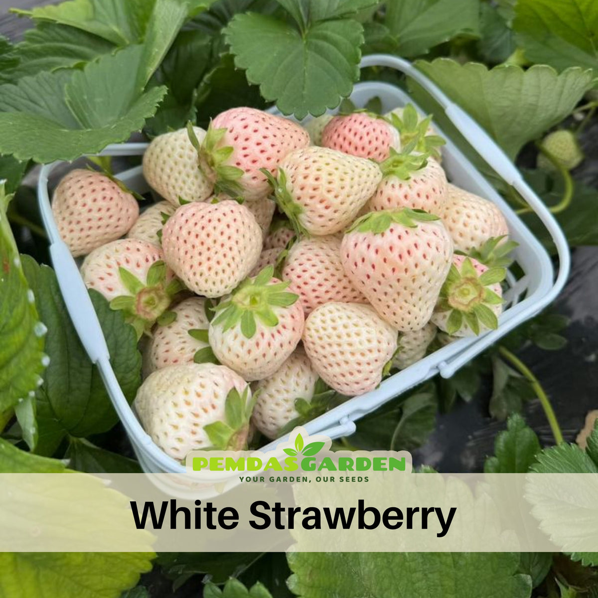 White Strawberry Seeds - Delicious Fruit, Perennial, 110 seeds