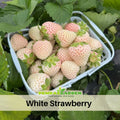 110 seeds| White strawberry seeds– Delicious Fruit, Easy to Grow, Perennial, Garden & Container Plant, Pollinator Friendly, Non-GMO, Heirloom Variety #5007