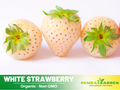 110 seeds| White strawberry seeds– Delicious Fruit, Easy to Grow, Perennial, Garden & Container Plant, Pollinator Friendly, Non-GMO, Heirloom Variety #5007