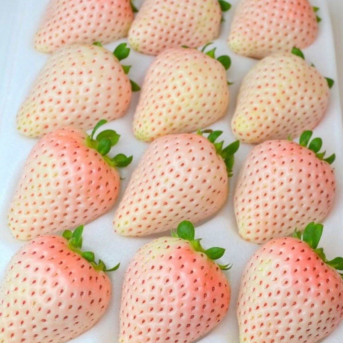 White Strawberry Seeds - Delicious Fruit, Perennial, 110 seeds
