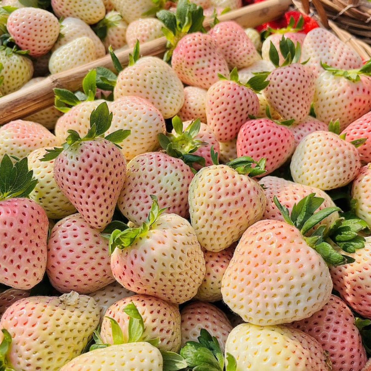 White Strawberry Seeds - Delicious Fruit, Perennial, 110 seeds