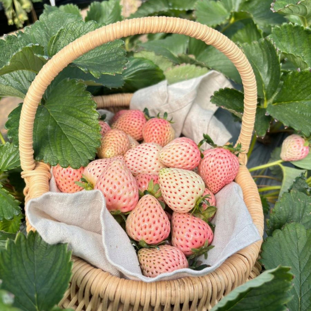 White Strawberry Seeds - Delicious Fruit, Perennial, 110 seeds