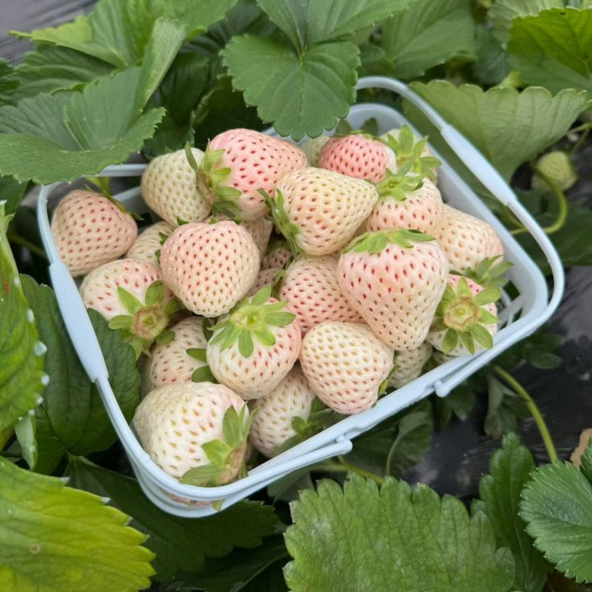 White Strawberry Seeds - Delicious Fruit, Perennial, 110 seeds