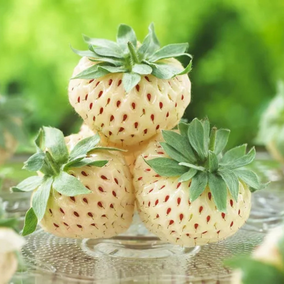 White Strawberry Seeds - Delicious Fruit, Perennial, 110 seeds