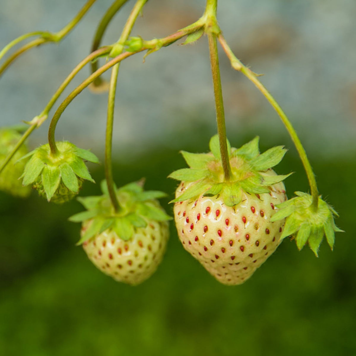 White Strawberry Seeds - Delicious Fruit, Perennial, 110 seeds