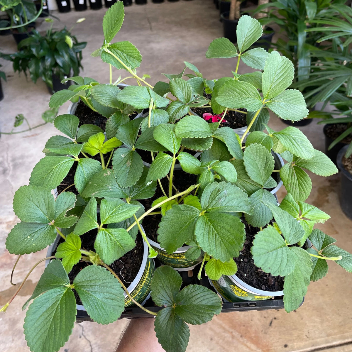 White Strawberry Seeds - Delicious Fruit, Perennial, 110 seeds