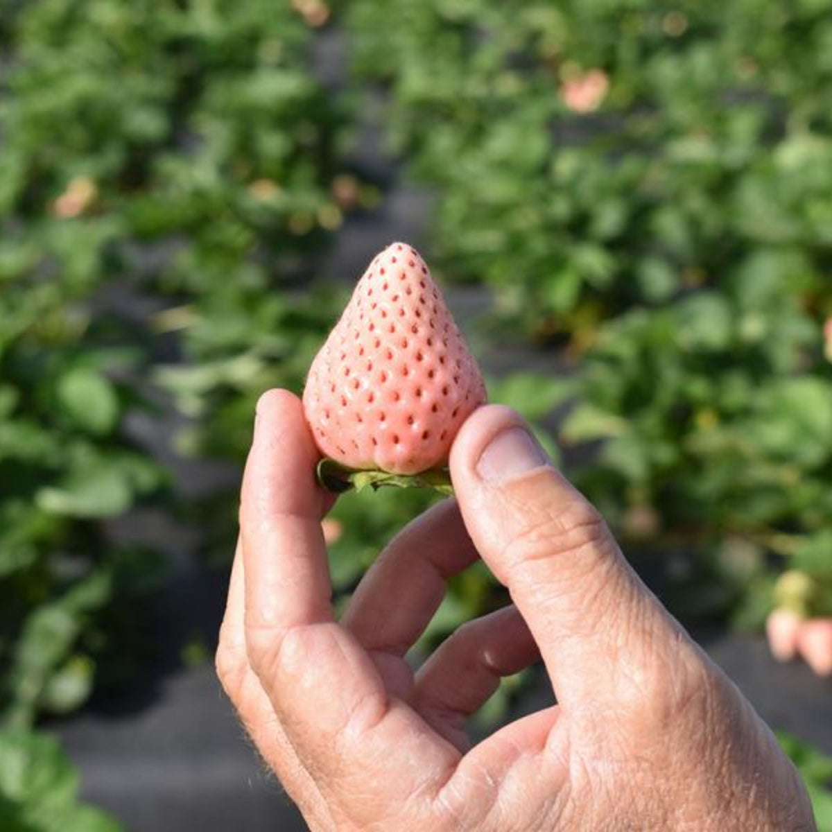 White Strawberry Seeds - Delicious Fruit, Perennial, 110 seeds