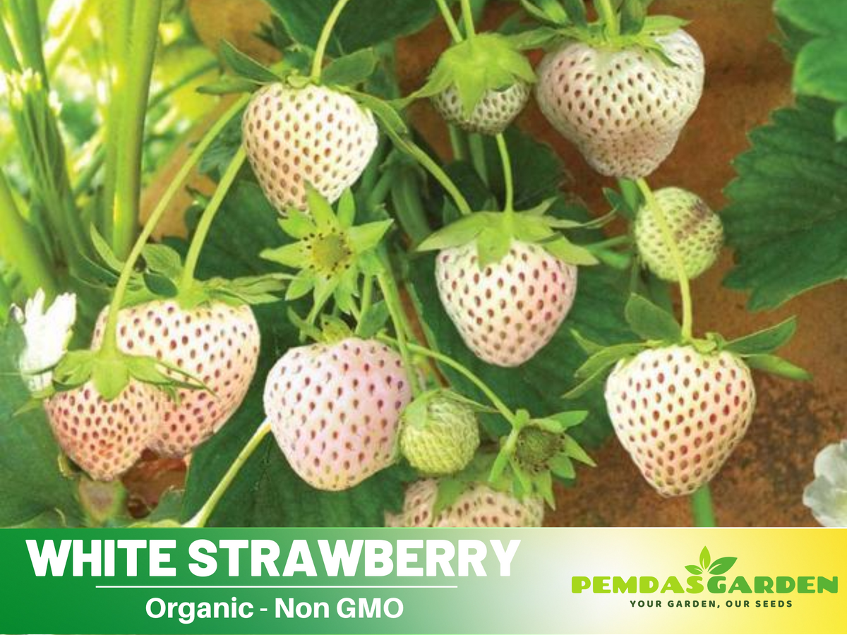 110 seeds| White strawberry Seeds #5007