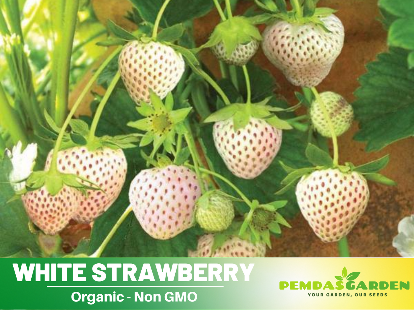 strawberry seed fruit 110 seeds| White strawberry Seeds – Delicious Fruit, Easy to Grow, Per – PEMDASGARDEN