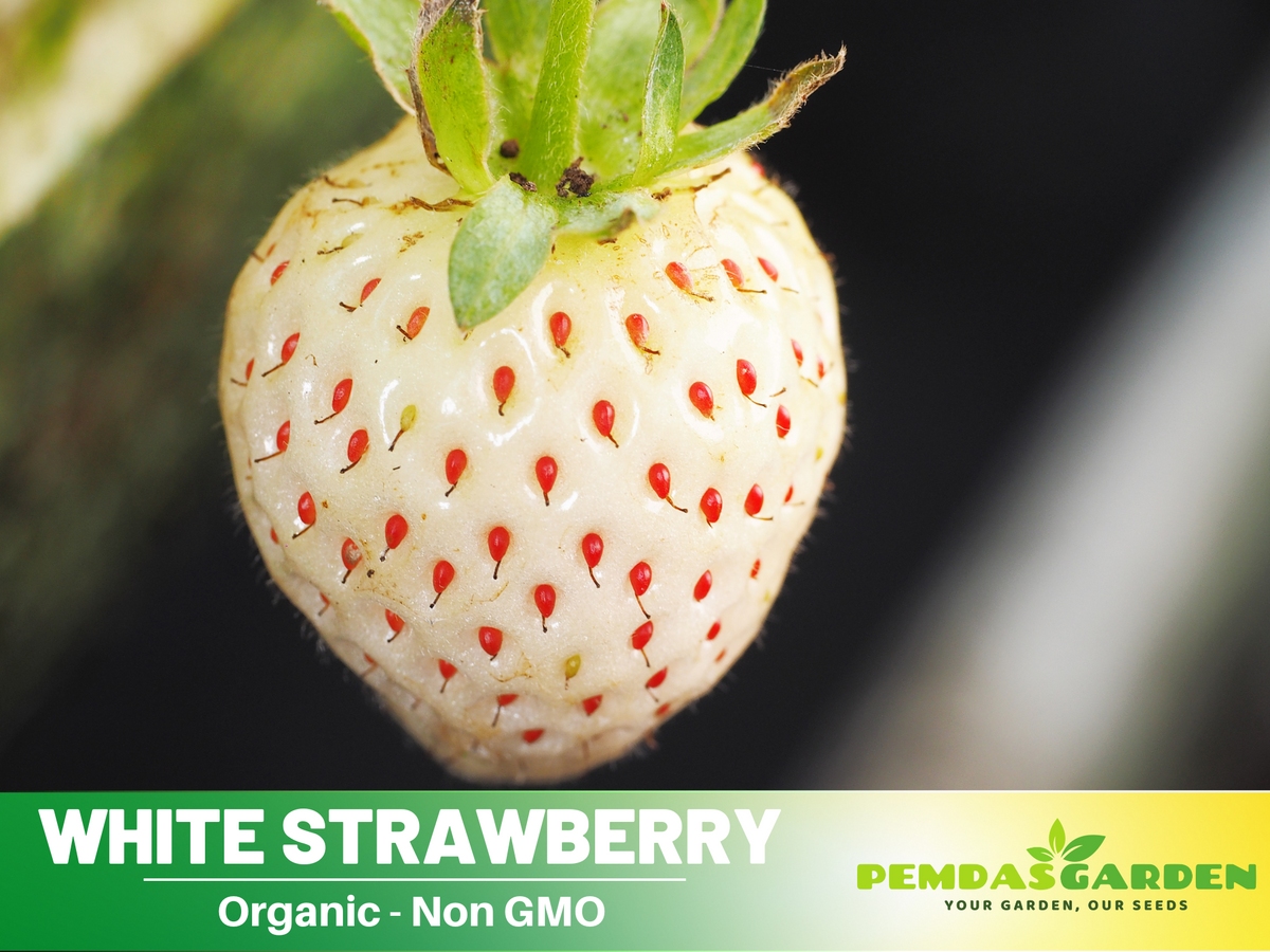 110 seeds| White strawberry Seeds #5007